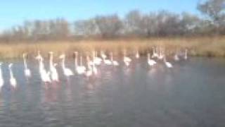 Spécial Bruitages  Les Flamants Roses [upl. by Erej]