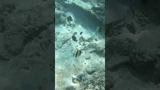 Round 2 of the fighting stonefish fish scubadivingadventures fishing scubaaddict scubalife [upl. by Esorylime]