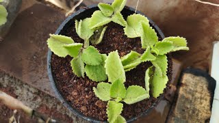 quotGrowing Ajwain at Home StepbyStep Guide to Planting from Cuttingsquotgarden [upl. by Huang771]