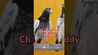 ch wala taddy for sale location Lahore 03000431694 [upl. by Gaspard161]