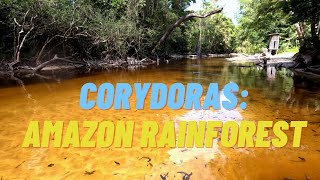 Different Corydoras in the Amazon rainforest [upl. by Helena]