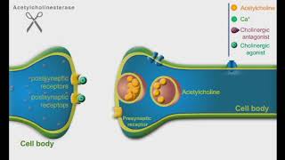 Cholinergic Agonists and Antagonists animation video [upl. by Hedveh699]