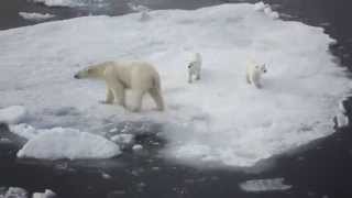 Croisière Silversea  Expedition en Arctique [upl. by Sheedy957]