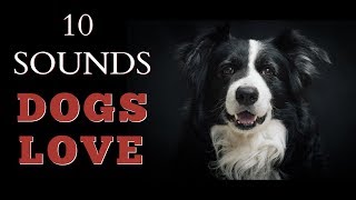 10 Sounds Dogs Love To Hear The Most [upl. by Yaakov571]