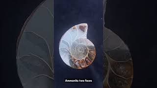 Ammonites secciones ammonites seccion madagascar [upl. by Egiap293]