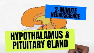 2Minute Neuroscience Hypothalamus amp Pituitary Gland [upl. by Kapor]