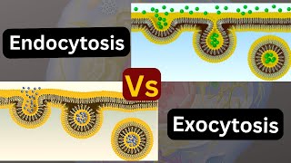 Transport across the cell membrane Endocytosis vs exocytosis [upl. by Ambur]