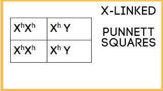 X  linked traits  Punnett Square basics [upl. by Conlon]