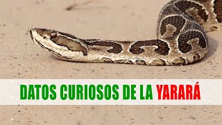 Yarará Víbora de la cruz Urutú Bothrops alternatus  Datos curiosos de animales [upl. by Chadburn]