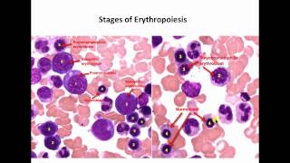 Hematopoiesisidentification of cells [upl. by Ycrep281]