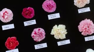 How to grow Dianthus with Calamazag Nursery  Master Growers  The RHS [upl. by Eiramnerual71]