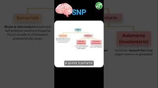 Organizzazione del Sistema Nervoso [upl. by Noreik256]