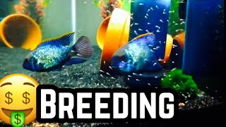 Electric Blue Acara Breeding Sexing amp Baby Fry [upl. by Gildas]