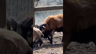 Blackbelly sheep gives birth Full video at Albright farm studio Twins [upl. by Farika]