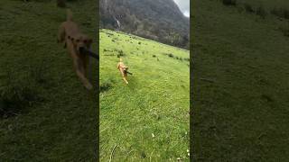 Fox Red Lab with a simple marked retrieve gundog training in the Lake District dogtraining gundog [upl. by Vicki]