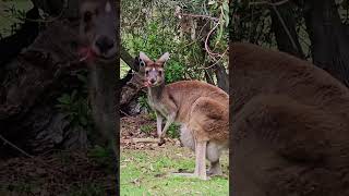 THE SECRET LIFE OF KANGAROOS Revealed naturelovers wildlife facts kangaroo [upl. by Kenway]