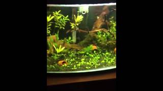 16 Gallon Bowfront Planted Aquarium [upl. by Jennee]