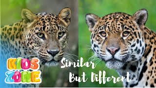 Similar Animals In The World part 1  Learn The Difference  Look A Like Animals That You Confused [upl. by Petronia11]