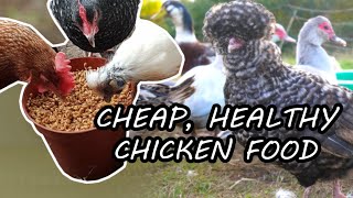 Save  With Fermented Grains For Chickens  Cheap Easy Beneficial [upl. by Ahsilam]