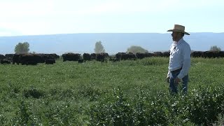 Raising Beef In Washington A Ranch Feed Yard and Processing Facility [upl. by Ettennek680]