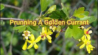 How to plant and prune golden currant [upl. by Greenwell]