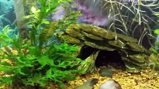 Pea Puffers Feeding On Bloodworms [upl. by Twila]