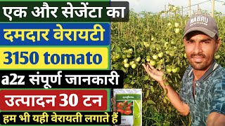 Syngenta 3150 tomato  a2z संपूर्ण जानकारी प्रति एकड़ उत्पादन 30 टन  3150 tomato seeds  tomato [upl. by Nwahsirhc153]