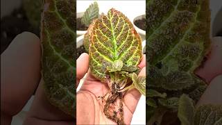 4 Successful Plant Propagation by Leaf Cuttings plants houseplants leafpropagation sansevieria [upl. by Sorensen]