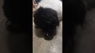 Newfoundland Puppy bithday animal puppy cute doglover cutebaby [upl. by Vey]