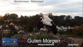 2024 10 14 Storchennest Röttenbach Guten Morgen beide alten Röttis sind im Nest 😊😊😊😊 [upl. by Ano969]