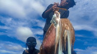 Giant squid Catch in the net [upl. by Krefetz]