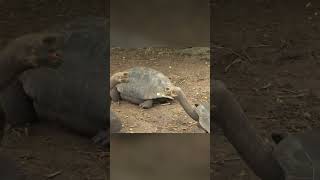 Tortuga gigante de Galápagos shorts tortugas galapagos islas ecuador animales animals [upl. by Viviene689]