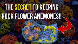 Everything You Need To Know About Rock Flowers Anemones [upl. by Kyre6]