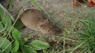 Field Mouse close up garden Feldmaus Nahaufnahme im Garten [upl. by Aneger989]