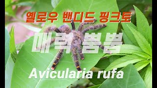 매력 뿜뿜 옐로우 밴디드 핑크토avicularia rufa [upl. by Petuu]