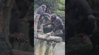 ChimpanzeePan troglodytesTaipei Zoo [upl. by Hoon]