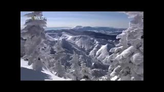 National Geographic Japan wildlife Nature Animals Documentary Films HD ◄► 1080i [upl. by Yar]