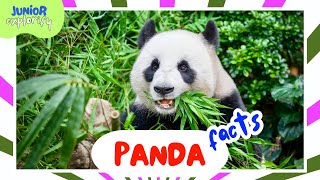 Panda Facts for Kids  Classroom Learning Video [upl. by Larkins]