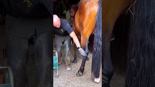 This man cleaned a horses leg for a race shortsvideo [upl. by Theodora]