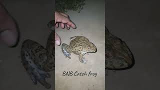 Catch a frog in a funny video Catch a frog🐸🐸🤣 92 shorts [upl. by Pearla49]