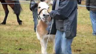 Donkeys braying [upl. by Brendis]