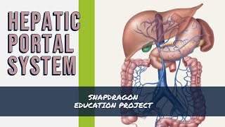 THE HEPATIC PORTAL SYSTEM [upl. by Jude744]