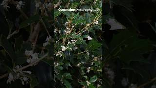 Osmanthus heterophyllus présentation et entretien [upl. by Ernaldus255]