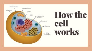 Mitochondria the cells powerhouse [upl. by Namrak936]