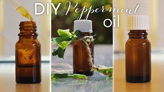 How to make DIY Peppermint Oil at home [upl. by Desdamona990]