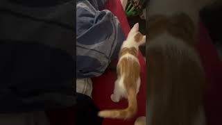 Ursa vs Mango 🥰😂 cat kitten katze cute pets shorts [upl. by Nav]