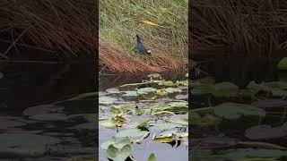 Purple Gallinule EvergladesNPS [upl. by Comras]