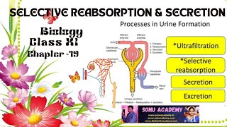 Selective Reabsorption amp Secretion  Chap  19  class11 biology neet education [upl. by Derwon]