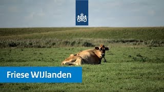 Mooiste natuurgebied  De Friese WIJlanden [upl. by Buine]