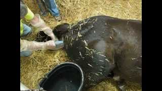 Pregnant Thoroughbred Mare in Labor Horse Giving Birth Foaling a Baby Colt [upl. by Ateerys]